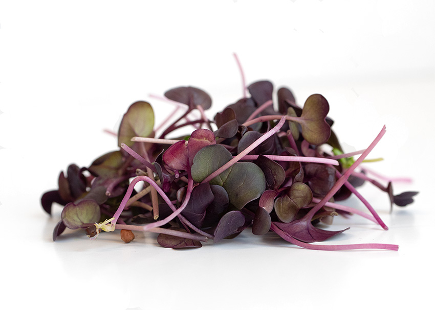 Radish Red Rambo