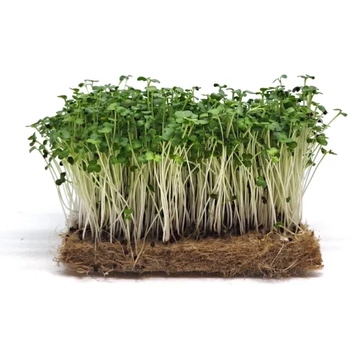 Broccoli Calabrese