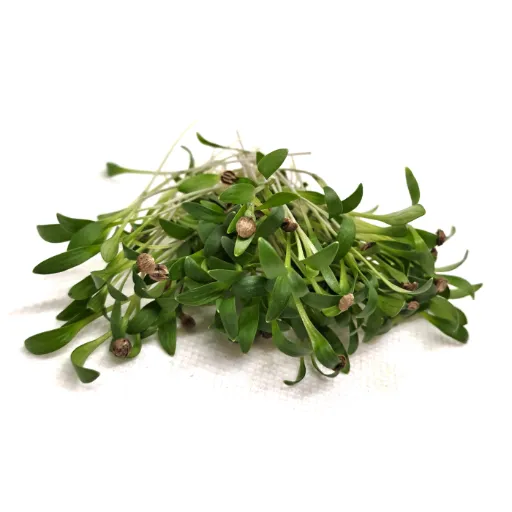 Koriander (Cilantro) delade frön